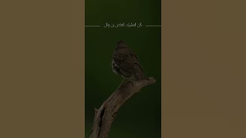 ماهر المعيقلي سوره الكوثر