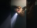 He Found A Helpless Sea Otter Pup Trapped In A Tidal Pipe! 😭🌊