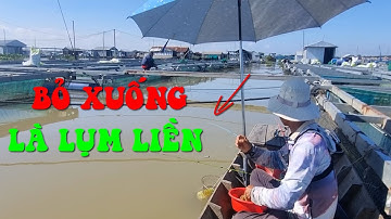 🐟Câu cá dảnh ngoài bè điểm câu cá dảnh nái chỉ cần ngày dính 20 con cá là 5 6 kg khỏe re 🐟