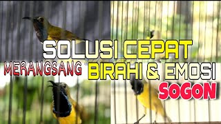 Terapi MENTAL SOGON agar cepat keluar BARAHI & EMOSI dijamin langsung gacor ngleper