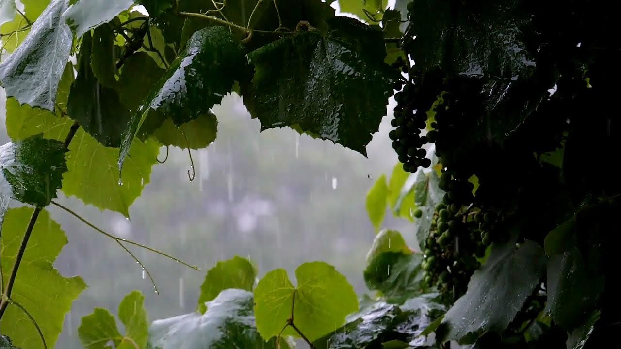 Звуки природы усыпляющее. Дождь звуки дождя. Звуки природы шум дождя. Дождь релакс. Гроза с дождем летом.
