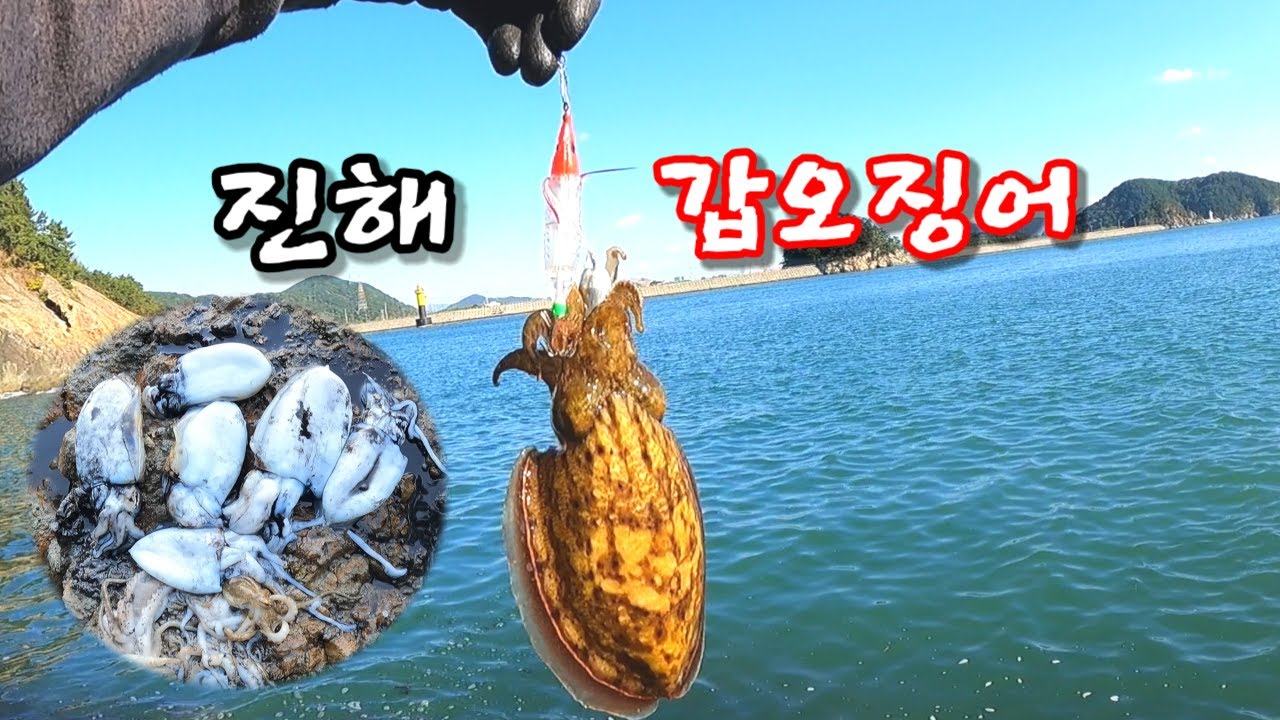 워킹 갑오징어낚시!! 진해도 잘 나오네요!!