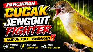 PANCINGAN CUCAK JENGGOT FIGHTER - AMPUH FULL TEMBAKAN‼️ #cucakjenggot   #kicaumania