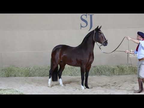 LOTE 06 DM - SJ POLVADEIRA
