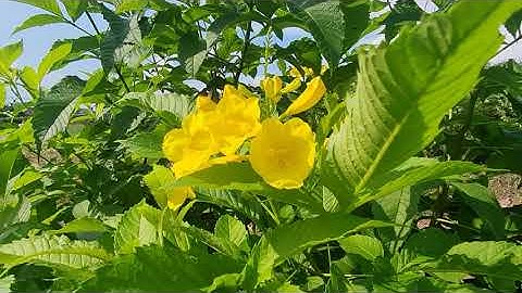 Sản phẩm đất lúa lô gốc 2 mặt tiền đường giao thông nông thôn xã tân ân cần đước Long An