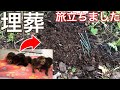 【子猫】5匹の子猫皆んなが虹の橋を渡りました