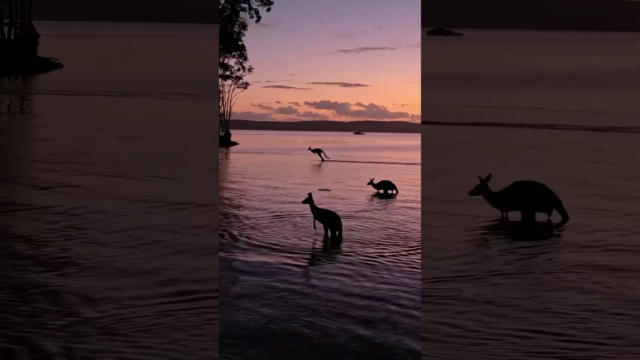 Unreal Australia! Watching Wild Kangaroos Play on the Whitest Sand Beach