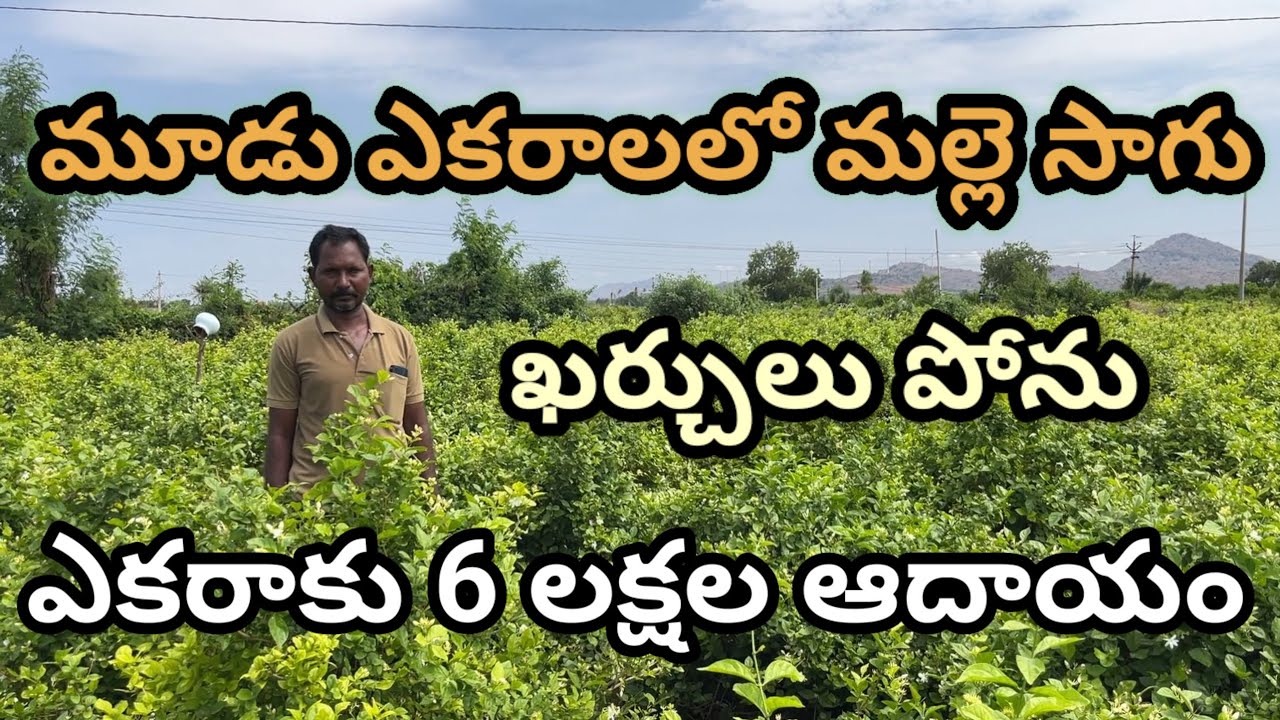 3 ఎకరాల్లో గుండుమల్లె సాగు | Jasmine Cultivation | మల్లెపూల సాగు |