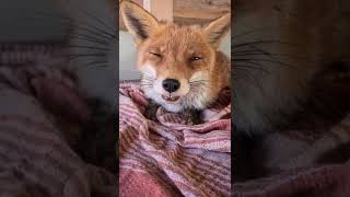SWEET FOX YAWNING