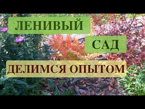 Ленивый сад и огород своими руками фото