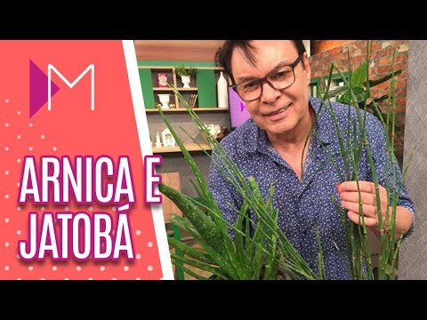 Vídeo: Arnica Da Montanha - Propriedades Medicinais, Uso E Receitas De Arnica Da Montanha