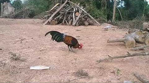 ไก่น้ำ 2 ขันดีมาก 3 Tus Qaib Txuam 2 Qua Zoo