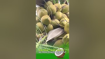 Giá dừa tăng gấp 3 sau thông tin được xuất khẩu Mỹ #SummerOfShorts #MCVShorts