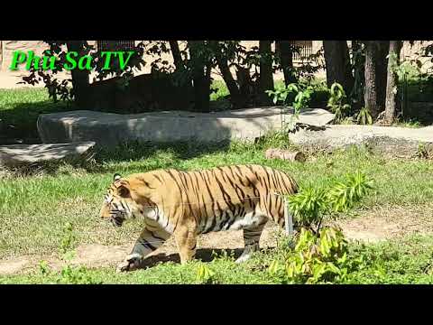 Video Đi tham quan các loài thú quý hiếm ở Sarafi Phú Quốc,... - youtube