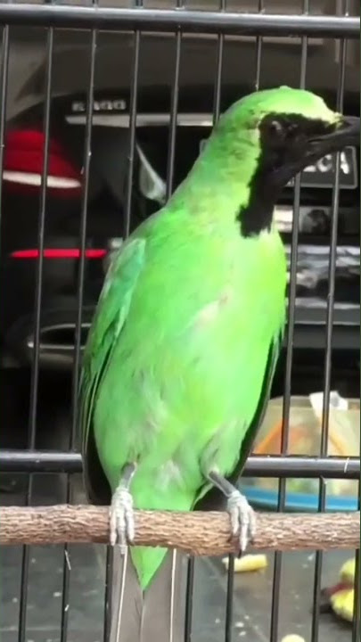 Mewah..!! Cucak Ijo Gacor Full Isian Tembakan Tengkek Lovebird Cucak Jenggot