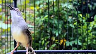 suara CIBLEK GACOR NGEBREN Pancingan Ciblek Semi bahan jadikan ciblek kristal gacor, TERAPI CIBLEK