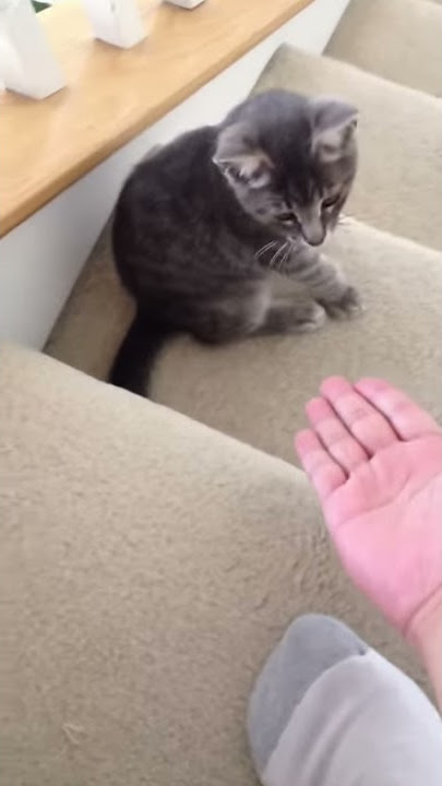 Hiccup - High five!