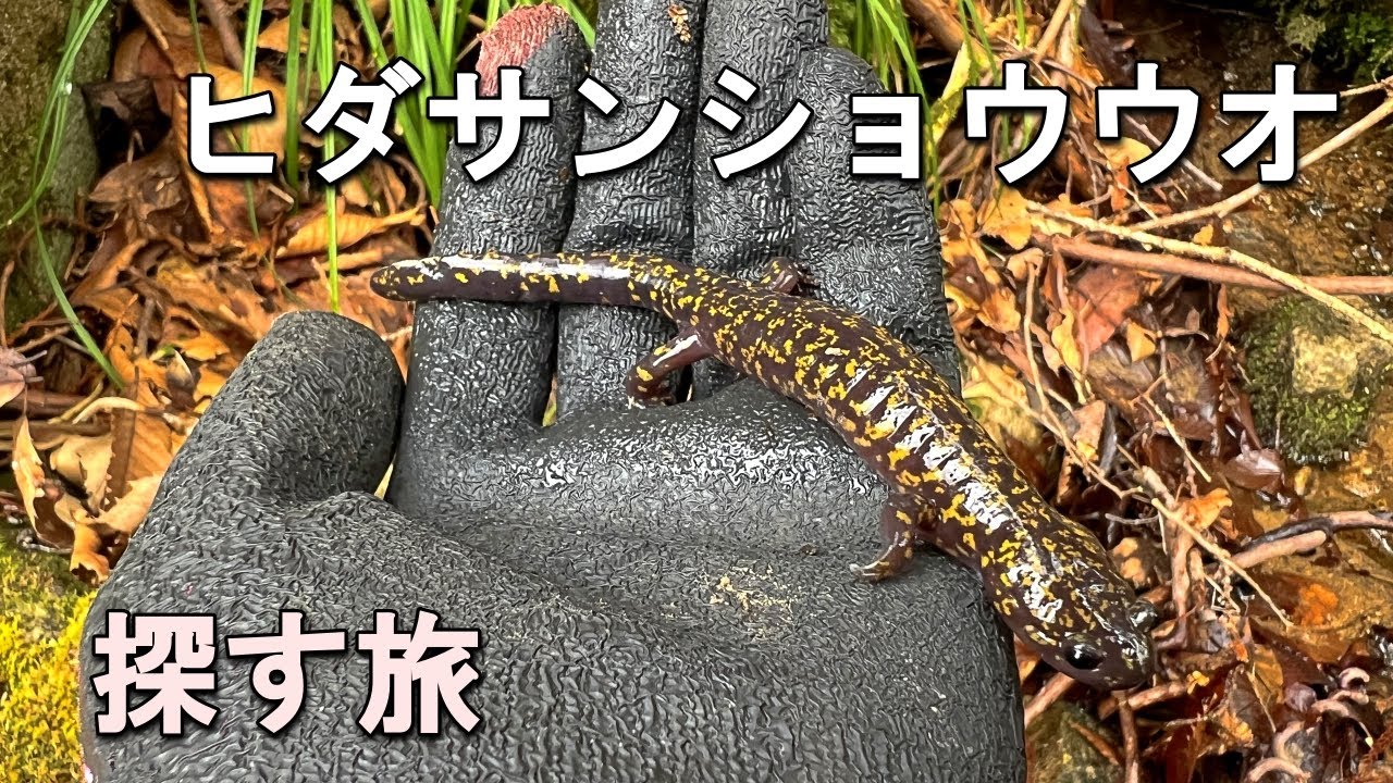 ヒダサンショウウオ・ハコネサンショウウオ ※取引中 ご注文の、コレクションシリーズのヒダサンショウウオがほぼ完成しま