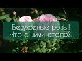 Скандальное розоводство : бросила розы на  месяц! И вот что с ними стало без ухода! Смотреть всем!