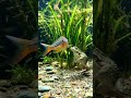 #cute Friendship Moment Between a Fish and a Frog 🐟🐸