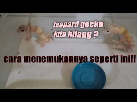 Video: Apa Rentang Hidup Anjing Maltese?