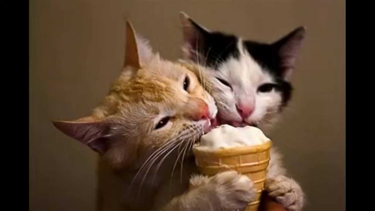 Video Kucing Lucu Makan Es Krim Funny Cats Eating Ice Creams