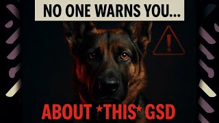 The German Shepherd They Don’t Warn You About