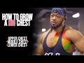 How to grow a big chest  anatomy explained plus exercises ep 1