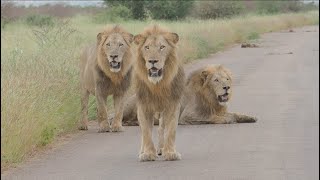 Three male lion chasing two older males north of Satara Kruger Park