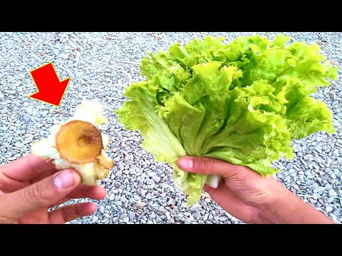 Vídeo: Você pode cultivar alface - como cultivar alface de um toco na água