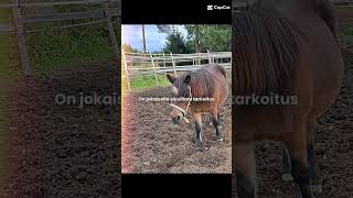 Maike Kuka On Sun Lemppari Hevonenponi
