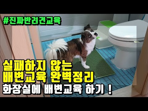 실패하지 않는 강아지 배변훈련 화장실에 배변교육 하는 방법! #진짜반려견교육
