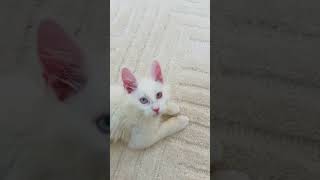 Kumo is so cute #toocute #kitten