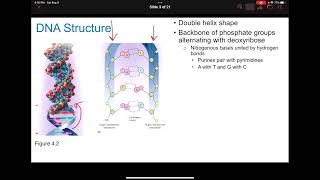 Ch 4 Part A1   DNA Structure