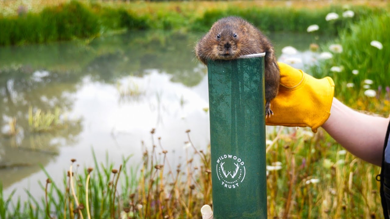 Wildwood Trust Win The Great British Wildlife Restoration Award! 🥇