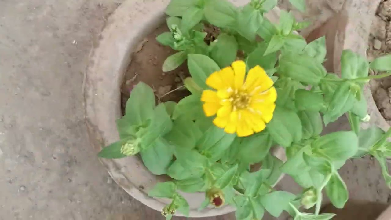 I am showing you guys my top floor garden (rockyrock912)