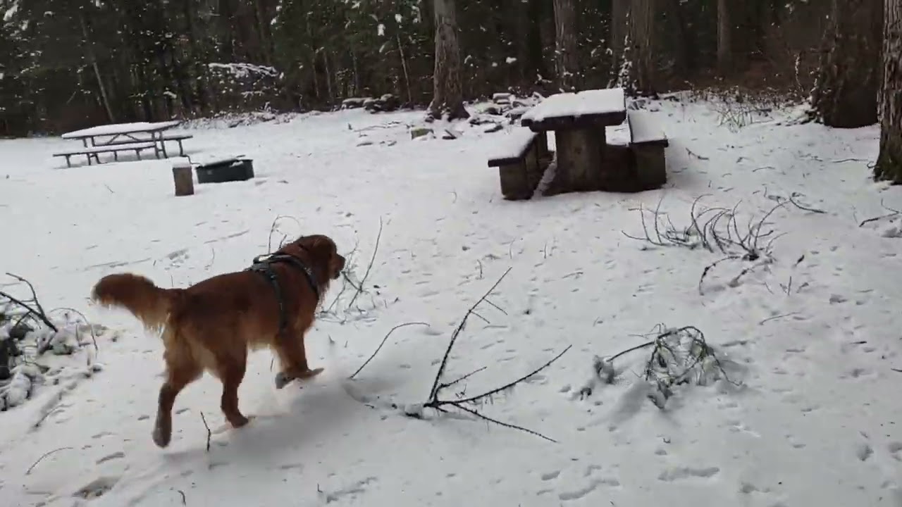 Thor doing Zoomies and walk to creek