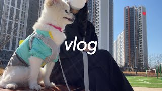 [vlog] 일상 브이로그 | 5년 다닌 직장 퇴사 | 안물 안궁이겠지만 했던 일과 퇴사이유 | 백수 아니 주부의 삶은 좋은데 힘들다