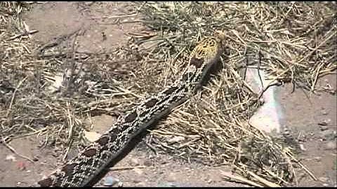 Gopher Snake crawls very close in New Mexico