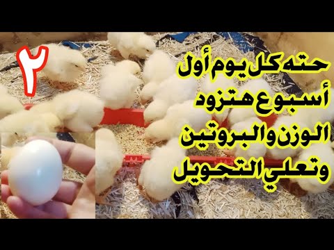 عمر يومين حته كل يوم على العلف أول أسبوع هتزود الوزن والبروتين وتعلي التحويل هتخلي يومهم بيومين