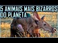 5 Animais mais Bizarros do Planeta (Feat. Biólogo Sérgio Rangel)