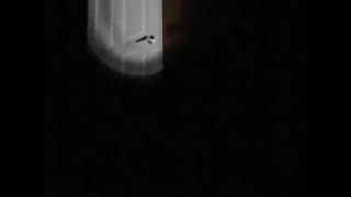 found footage (2/2) 10/28/2004
