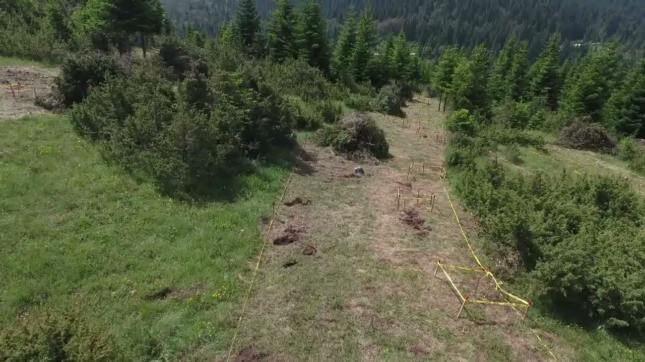 Demining operations in Bosnian forests