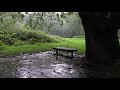 Cozy Rain Under a Tree in England | White Noise for Sleeping, Relaxing & Tinnitus