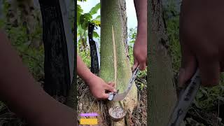 Carving the Tree’s Vein: How Rubber Harvesting Turns Bark Into Liquid Gold