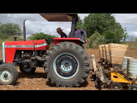 "LOOK AT THIS: You've never seen a cornfield like this!" Look what the farmer said! Adustina-BA.