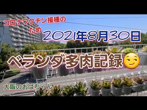 多肉植物 21年8月30日ベランダ多肉記録 暑いぜー Youtube 多肉植物 21年8月30日ベランダ多肉記録 暑いぜー Youtube