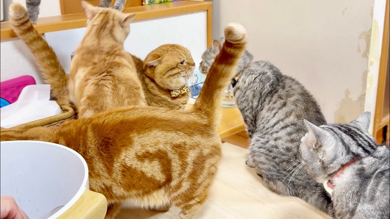 よりによって一番ダメな場所に飛び降りてしまったぽちゃくん。