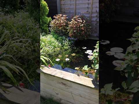 Crystal Clear Pond Water