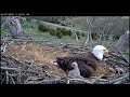 April 7, 2020 - Cute Interaction - Sweet Baby Eaglet - 12 Days Old - NCTC Bald Eagles